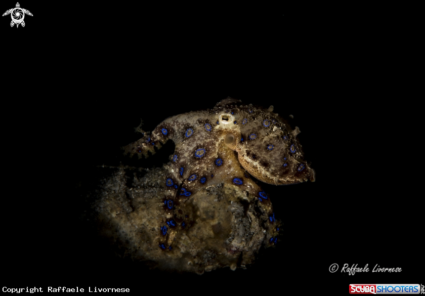 A Blue ring octopus