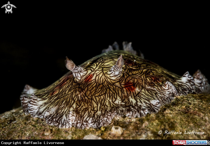 A Flat nudi