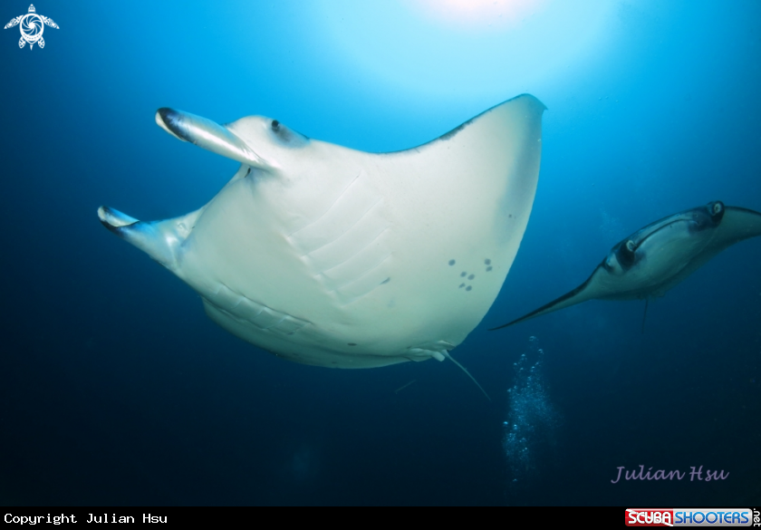 A Manta Ray