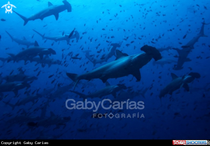 A Hammerhead Shark