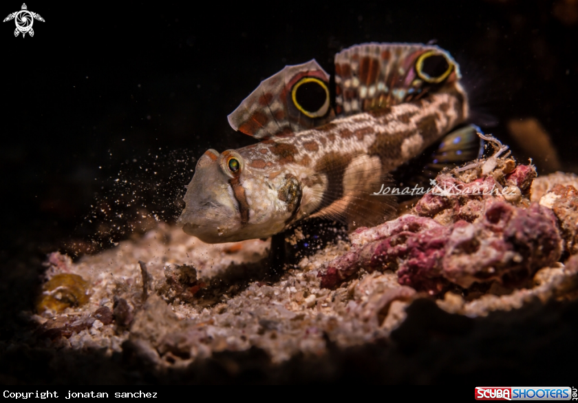 A Crab eye feeding