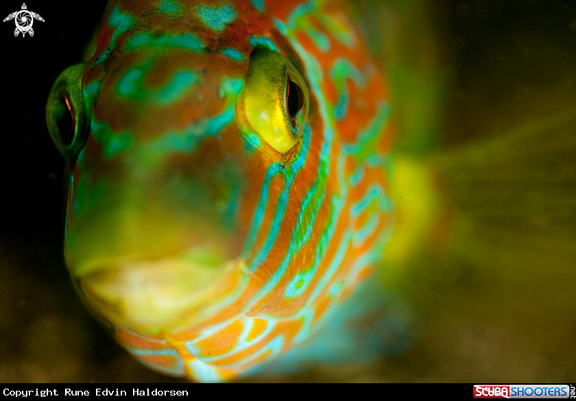 A Corkwing wrasse