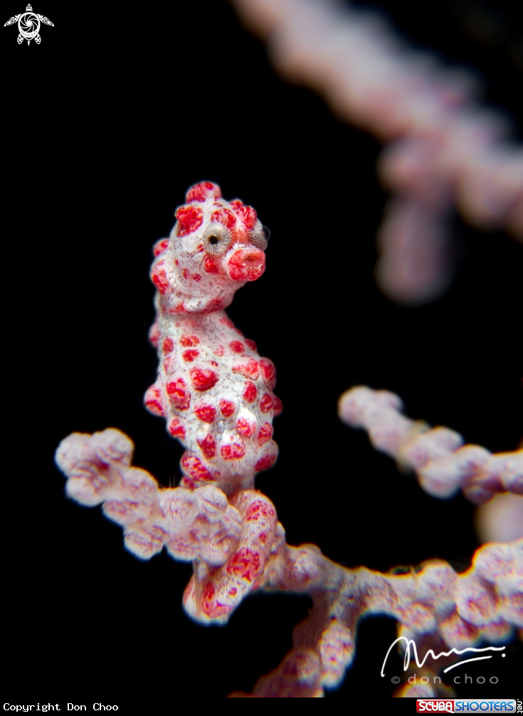 A Pygmy Seahorse