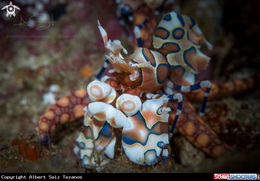 A Harlequin Shrimp