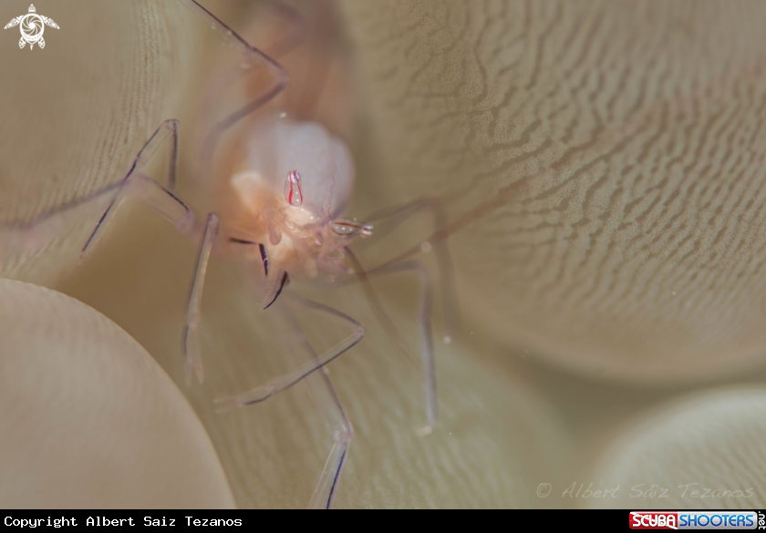 A Bubble Coral Shrimp