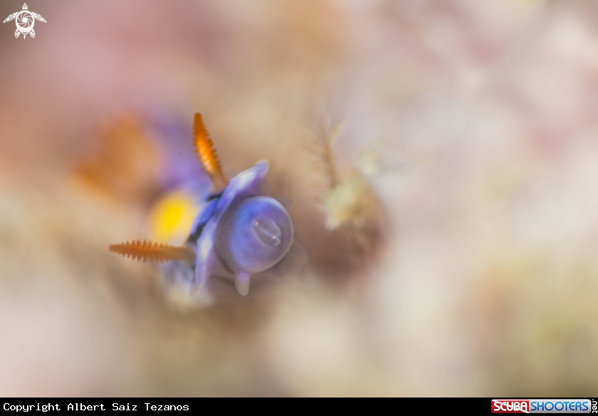 A Hypselodoris sp.