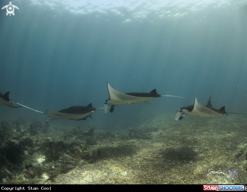 A Manta Ray