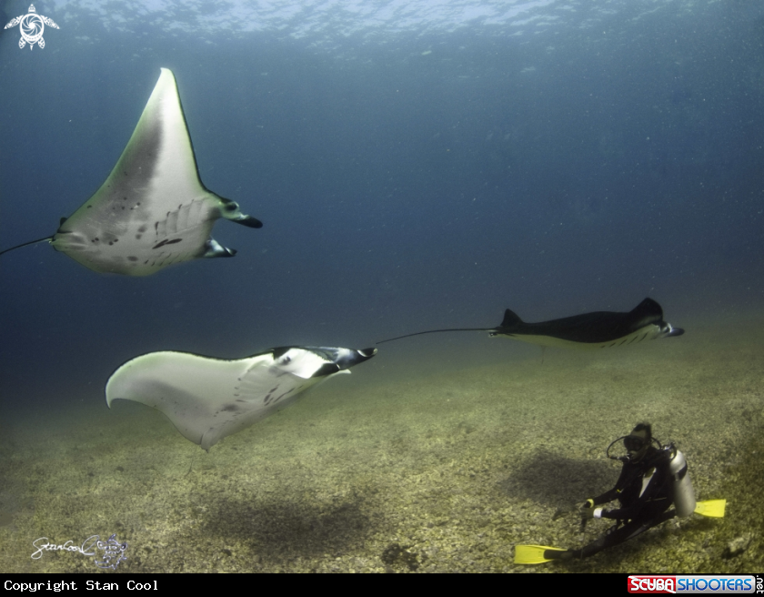 A Manta Ray