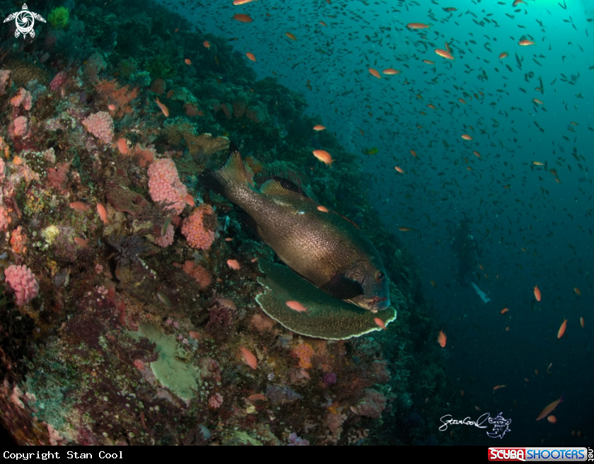 A Pigfish or Pomadasyidae