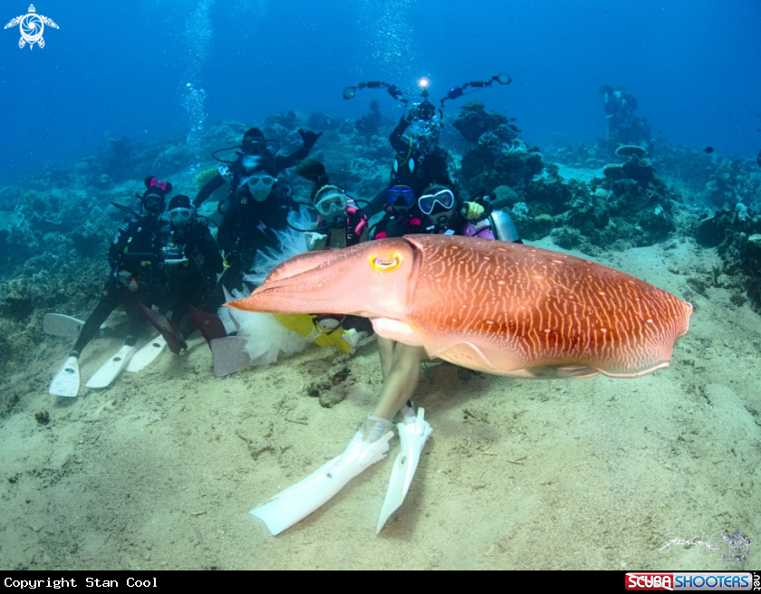 A Cuttlefish