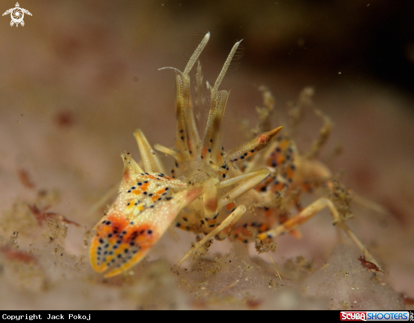 A Tiger shrimp