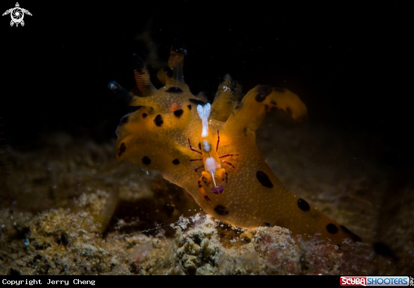 A Nudi and Emperor shrimp