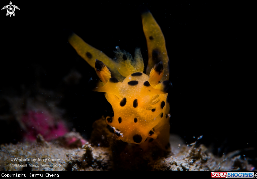 A Nudi