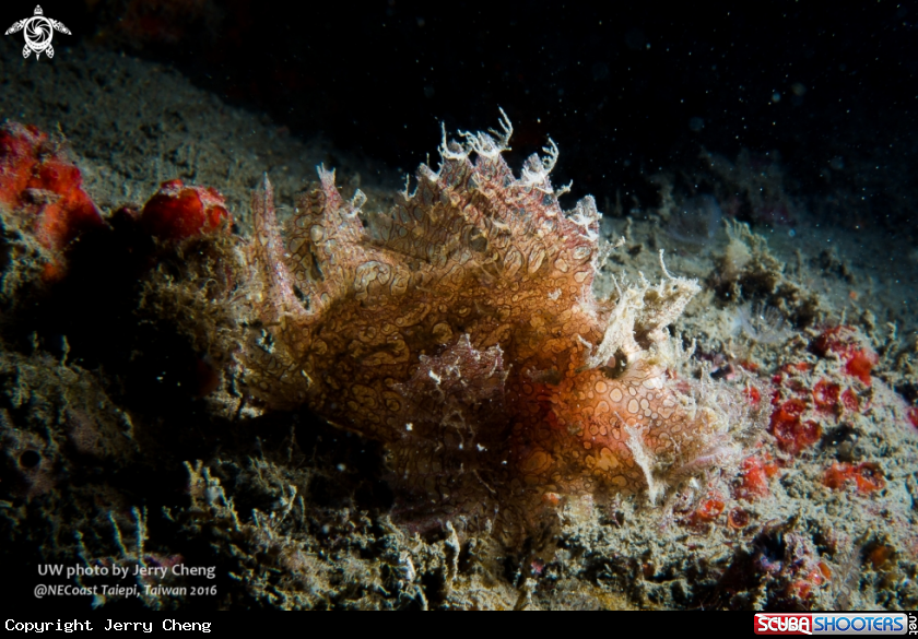 A Scorpionfish