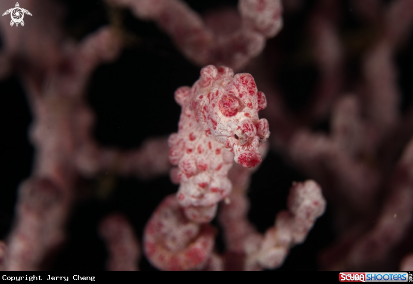 A Pygmy seahorse