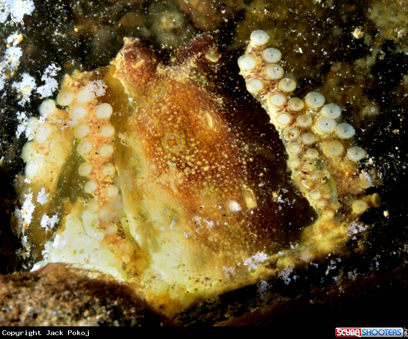 A Blue-ringed octopus