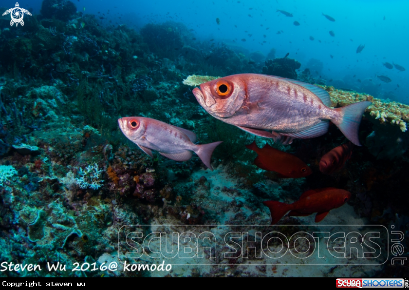 A Red bigeye fish