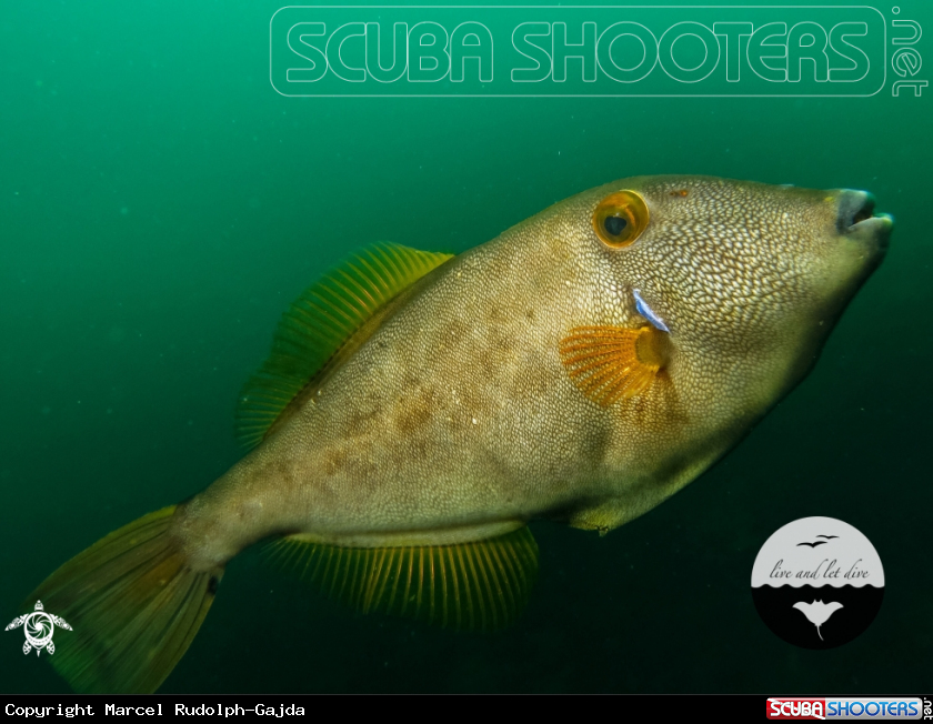 A Leatherjacket, Clown Nudibranch, Lion's Mane