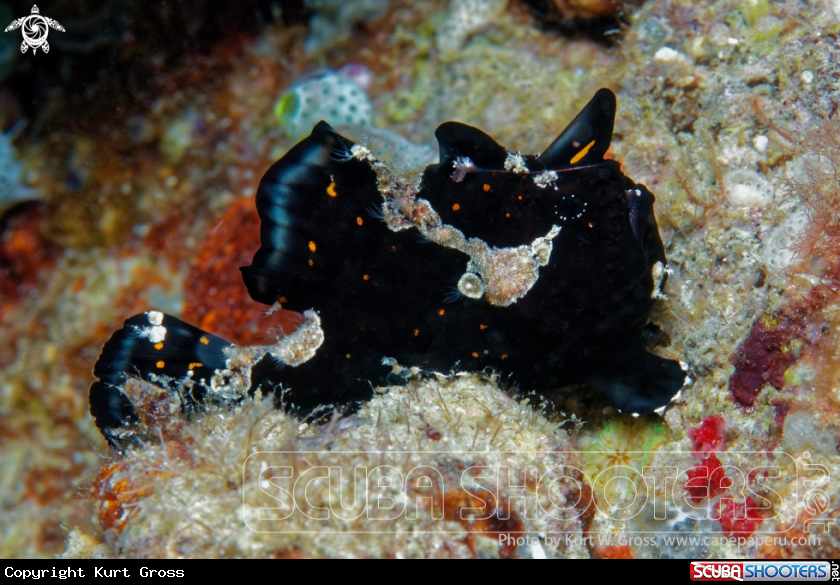 A Frog Fish