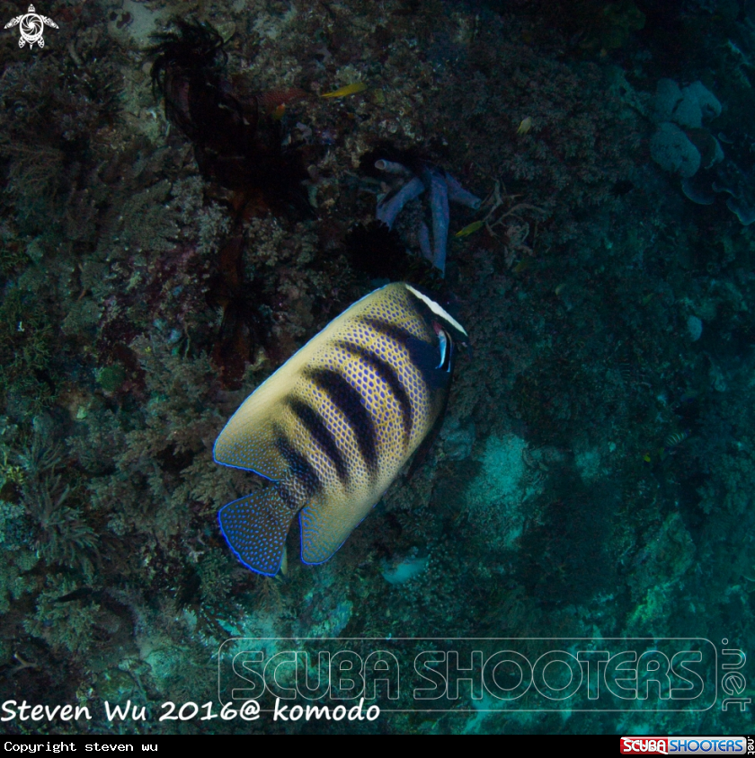 A Emperor angelfish and Bluestreak cleaner wrasse