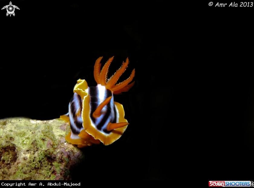 A Nudibranch