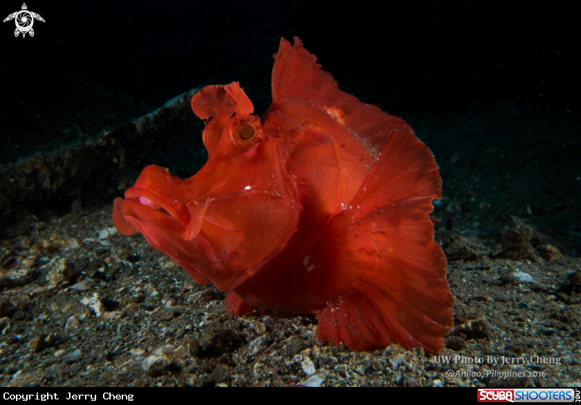 A Scorpionfish