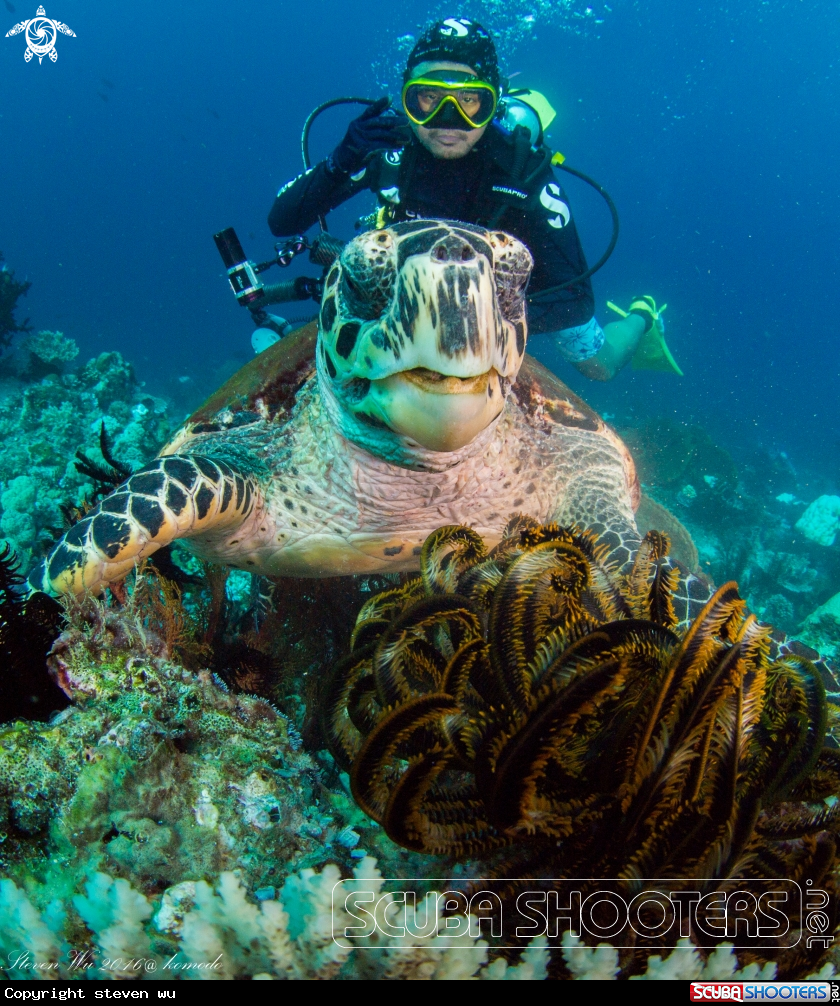 A sea turtle