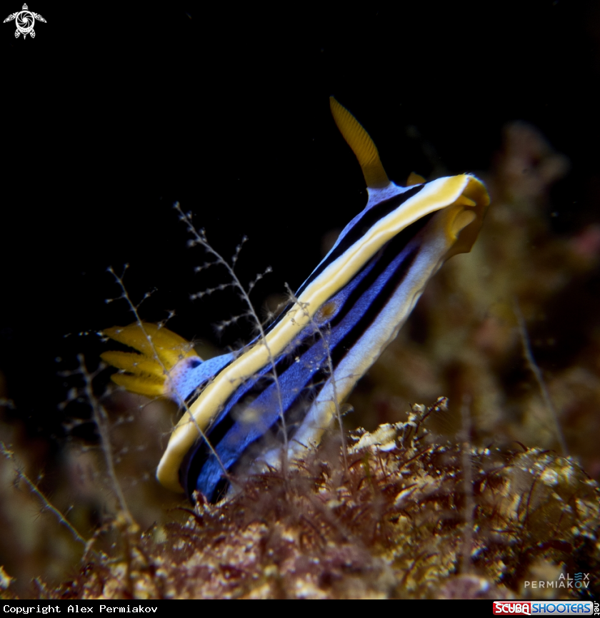 A Nudibranch