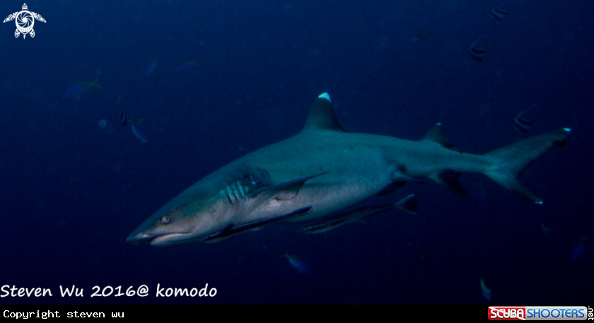 A white tip shark