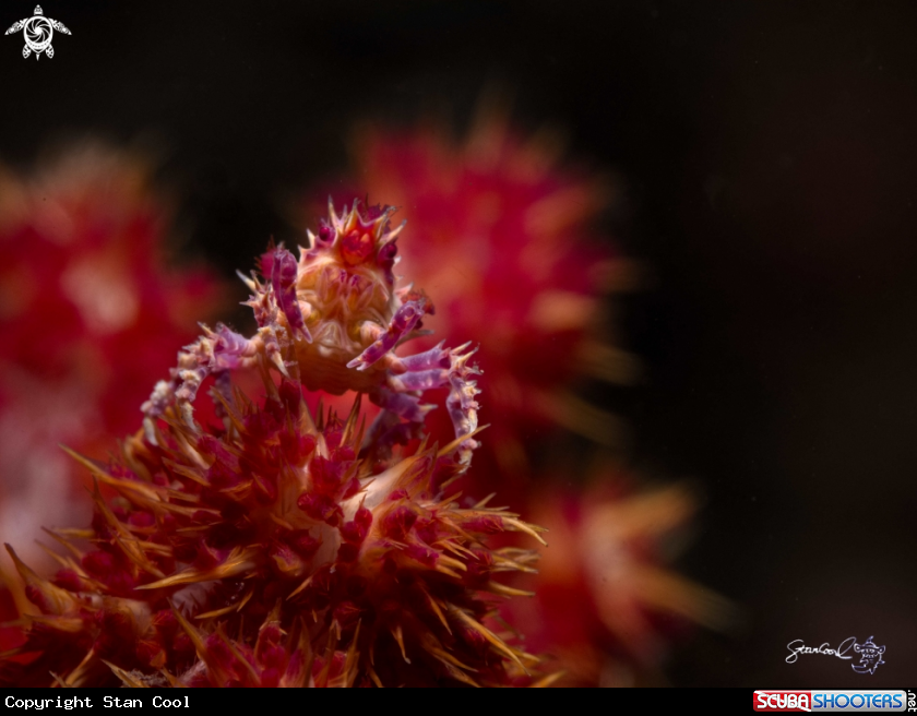 A Candy Crab