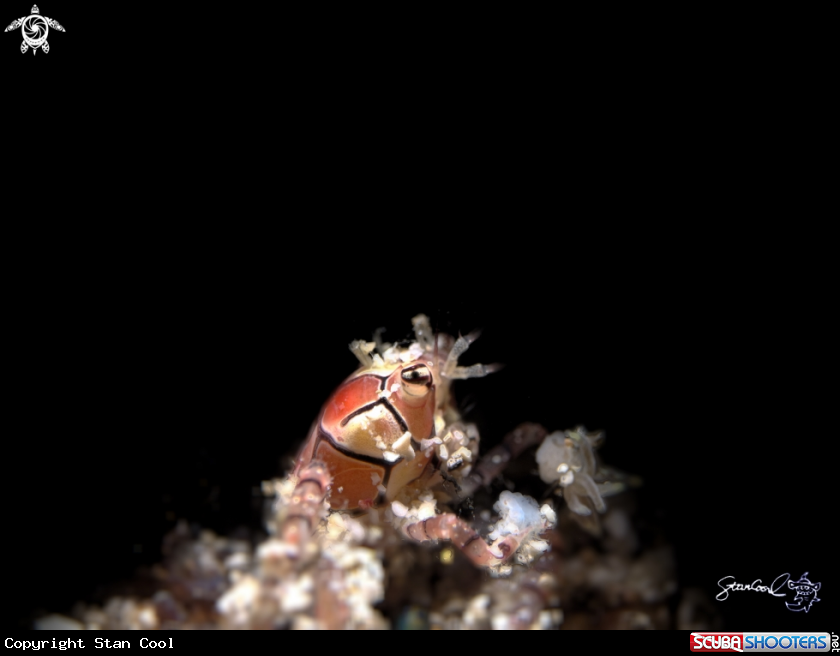 A boxer crab