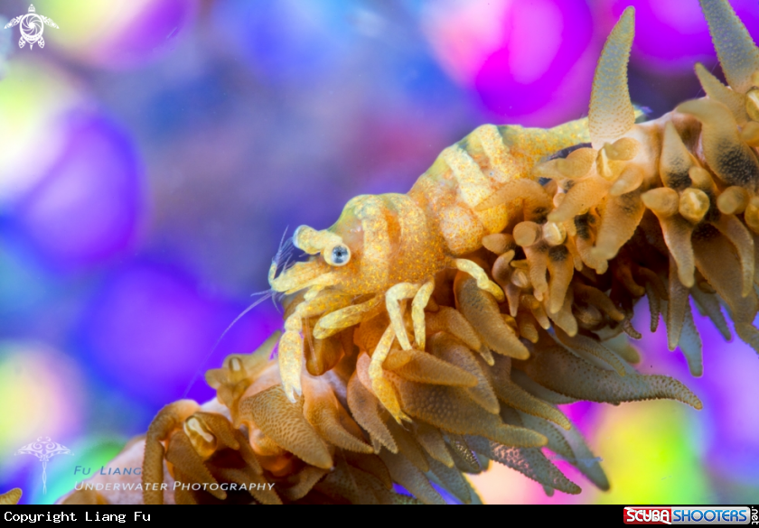 A Whip Coral Shrimp