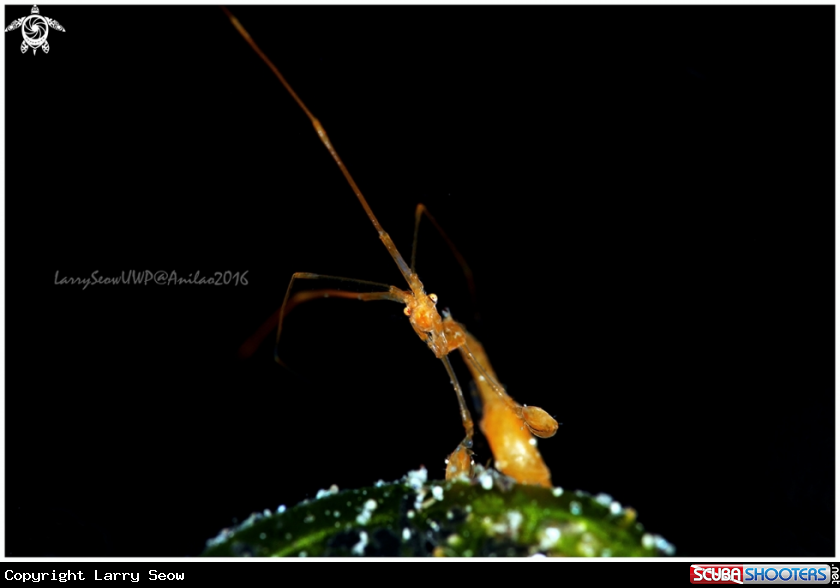 A Skeleton Shrimp