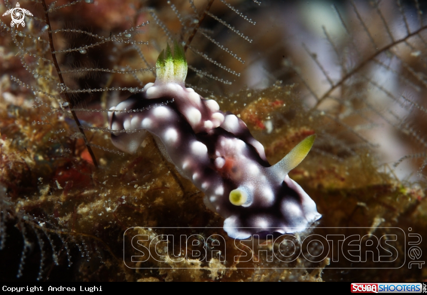 A Phyllidia coelestis