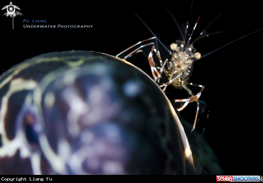 A Cleaner shrimp on Moray eel