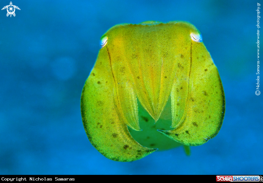 A Cuttlefish