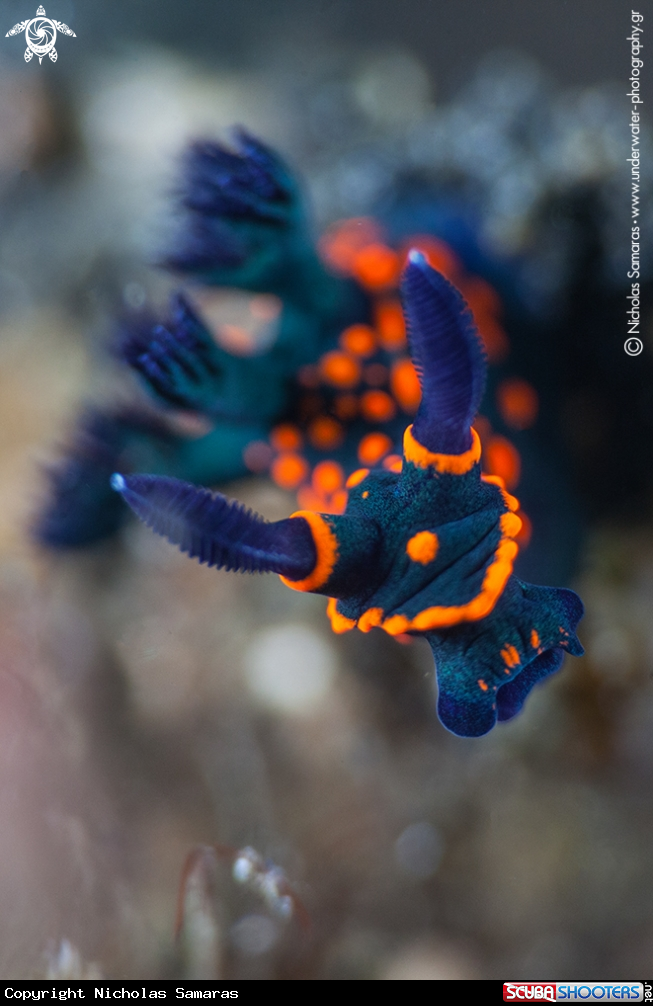 A Nudibranch