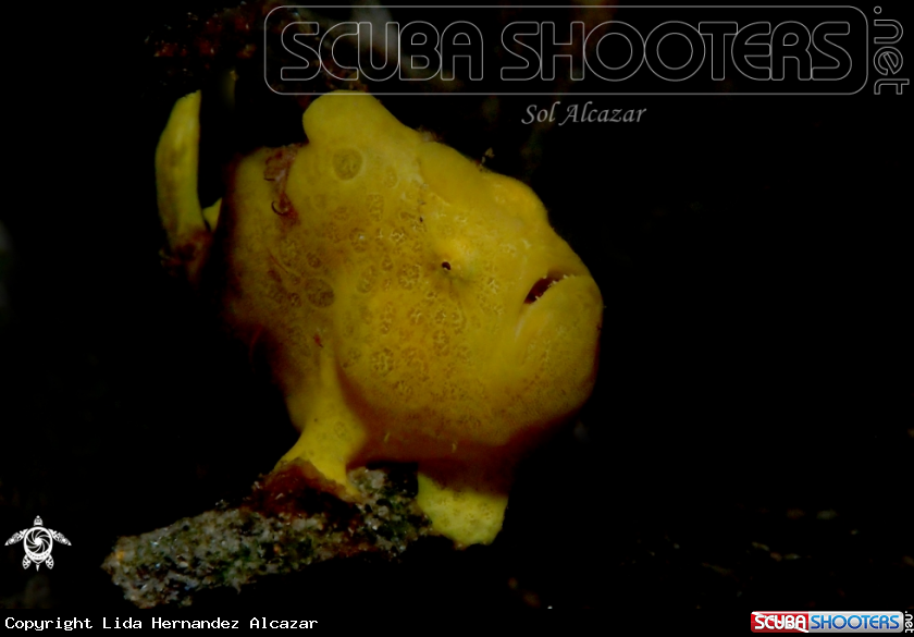 A juvenile frogfish