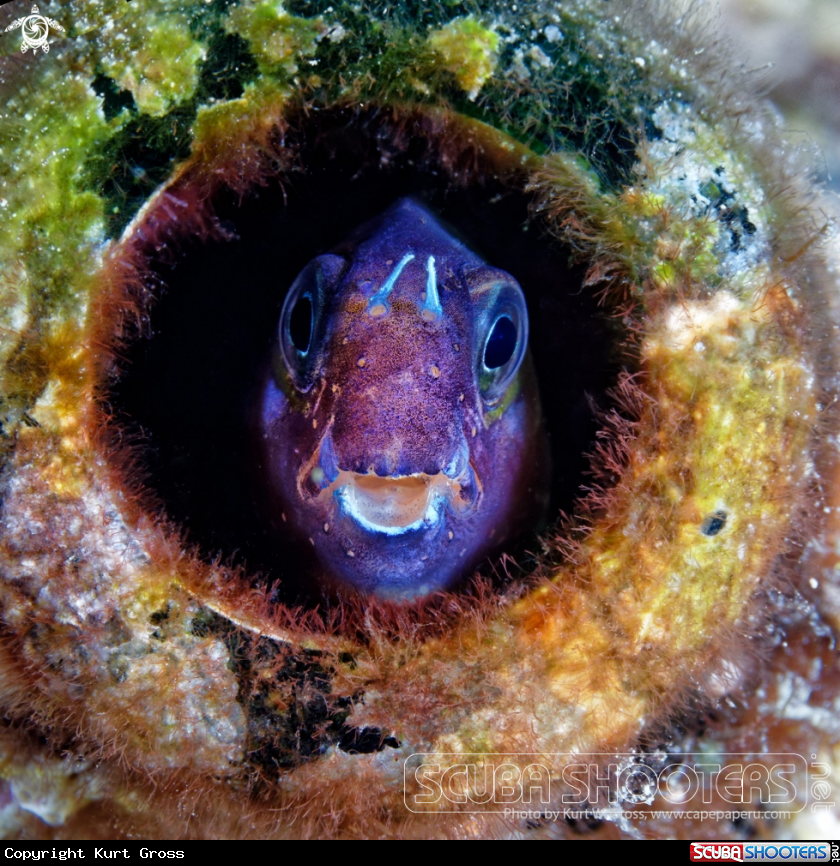 A Rockskipper Blenni