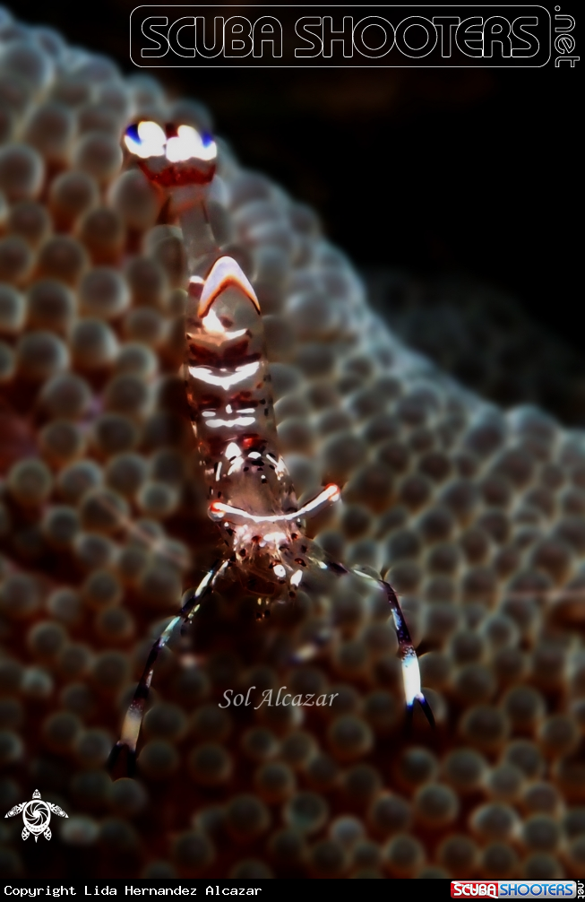 A glass shrimp