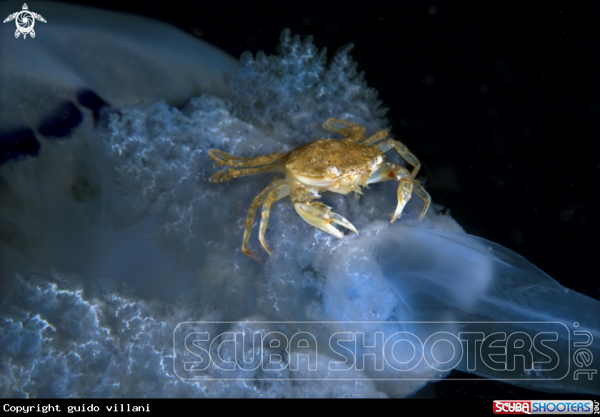 A jellyfish and crab