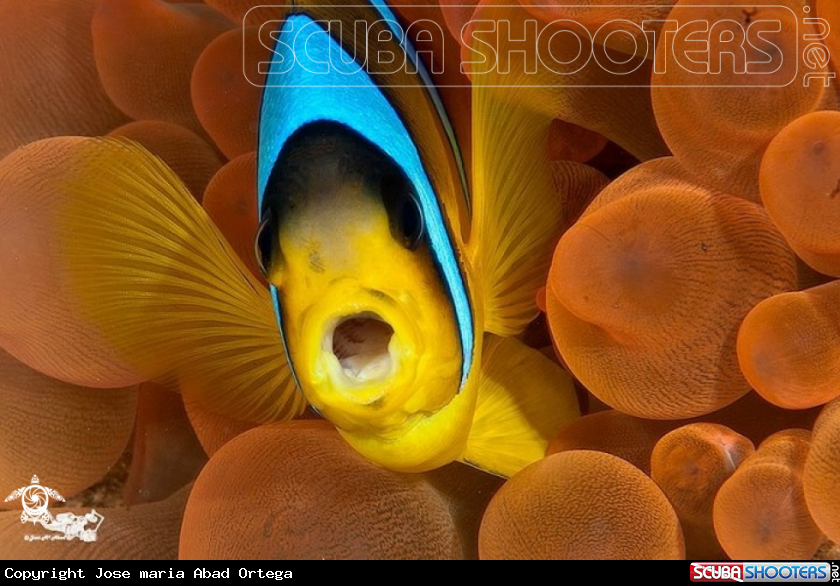 A Clown fish  Pez payaso