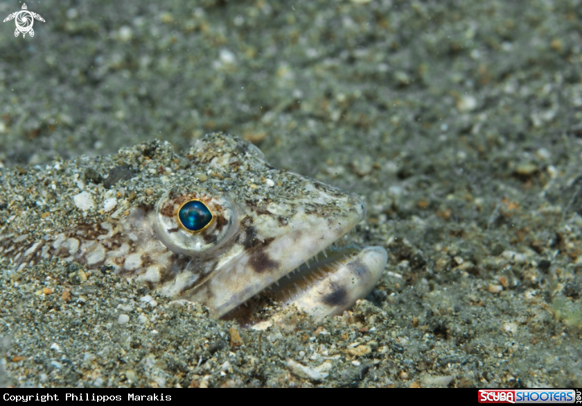 A Fish hiding for hunting