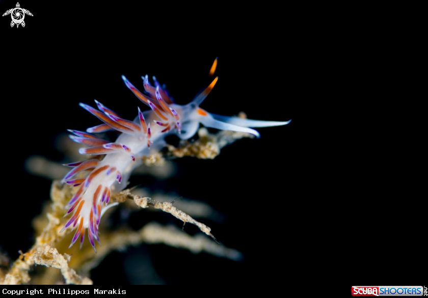 A Nudibranch