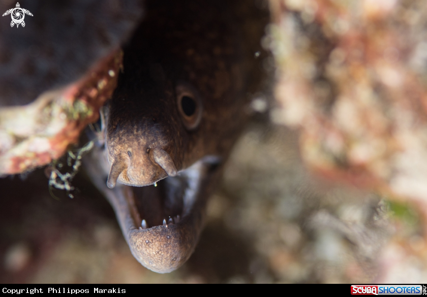 A Moray eel