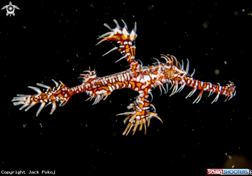 A Ornate ghost pipefish