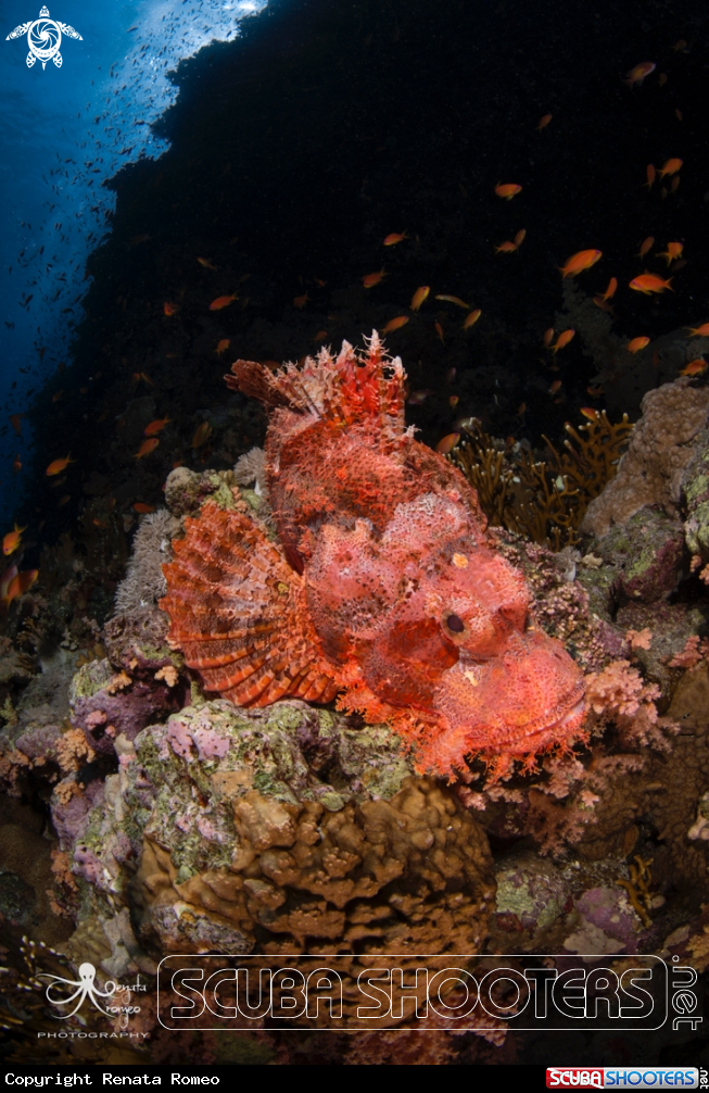 A Scorpion fish