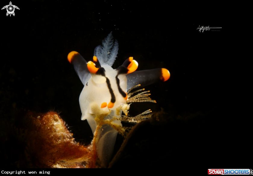 A  pikachu nudi