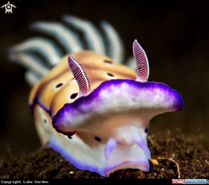 A Nudibranch