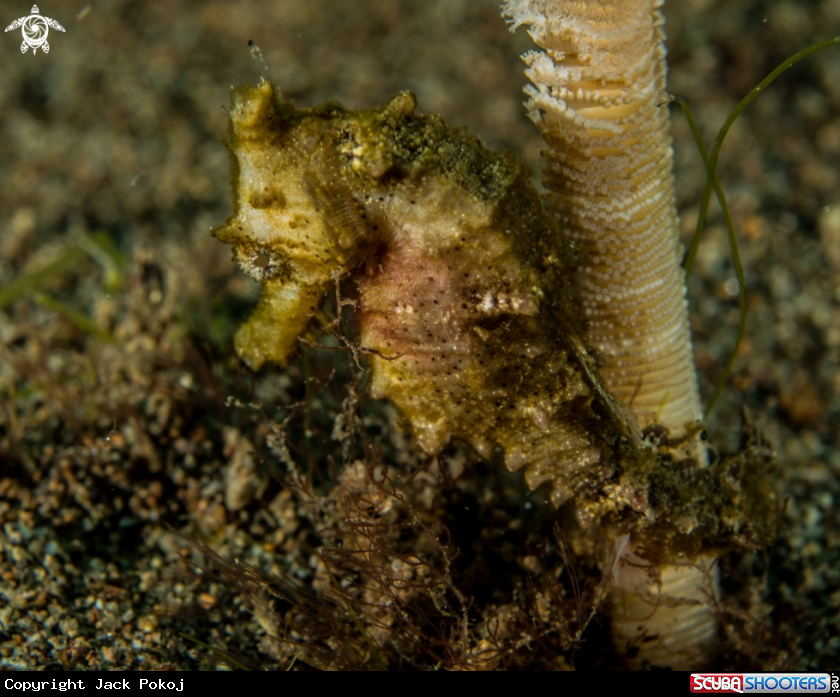 A Thorny seahorse